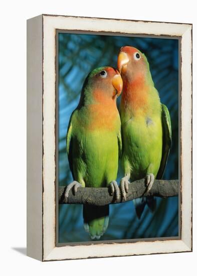 Peach-Faced Lovebirds Hybrid-Andrey Zvoznikov-Framed Premier Image Canvas