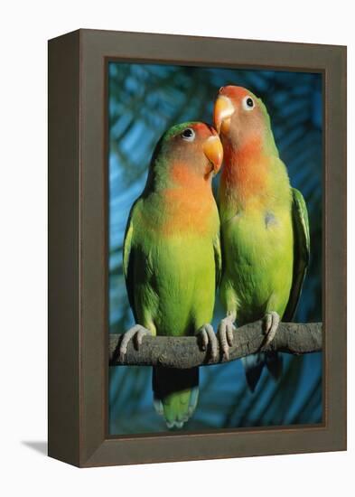 Peach-Faced Lovebirds Hybrid-Andrey Zvoznikov-Framed Premier Image Canvas