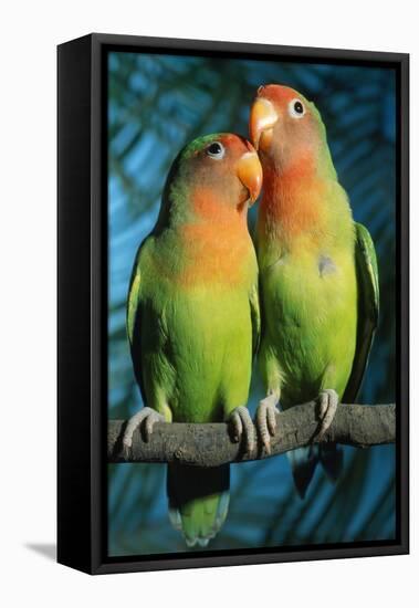 Peach-Faced Lovebirds Hybrid-Andrey Zvoznikov-Framed Premier Image Canvas