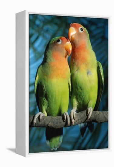 Peach-Faced Lovebirds Hybrid-Andrey Zvoznikov-Framed Premier Image Canvas