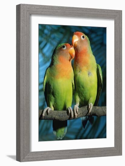 Peach-Faced Lovebirds Hybrid-Andrey Zvoznikov-Framed Photographic Print