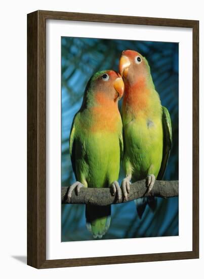 Peach-Faced Lovebirds Hybrid-Andrey Zvoznikov-Framed Photographic Print