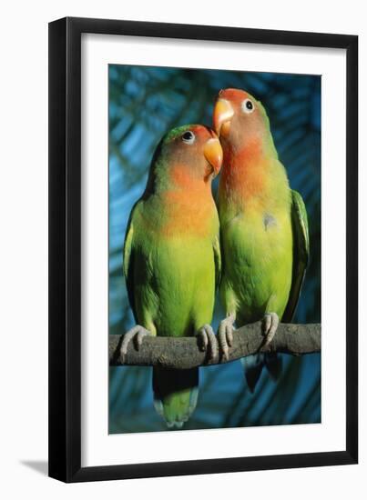 Peach-Faced Lovebirds Hybrid-Andrey Zvoznikov-Framed Photographic Print