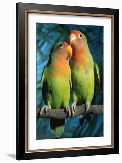 Peach-Faced Lovebirds Hybrid-Andrey Zvoznikov-Framed Photographic Print