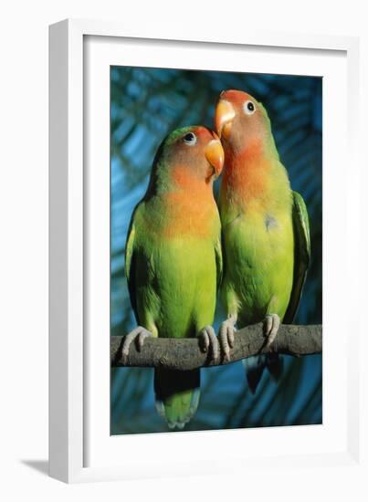 Peach-Faced Lovebirds Hybrid-Andrey Zvoznikov-Framed Photographic Print