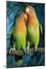 Peach-Faced Lovebirds Hybrid-Andrey Zvoznikov-Mounted Photographic Print