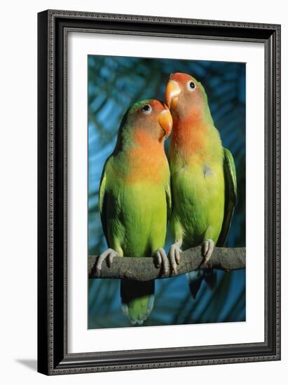 Peach-Faced Lovebirds Hybrid-Andrey Zvoznikov-Framed Photographic Print