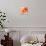 Peach Flower II-Sandra Jacobs-Mounted Giclee Print displayed on a wall