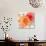Peach Flower II-Sandra Jacobs-Giclee Print displayed on a wall