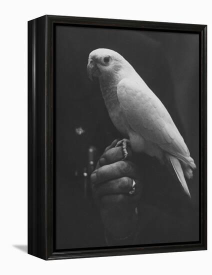 Peach Head and Yellow Bodied Parrot Was the Rarest Bird at the Tenth National Cage Bird Show-Ralph Crane-Framed Premier Image Canvas