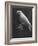 Peach Head and Yellow Bodied Parrot Was the Rarest Bird at the Tenth National Cage Bird Show-Ralph Crane-Framed Photographic Print