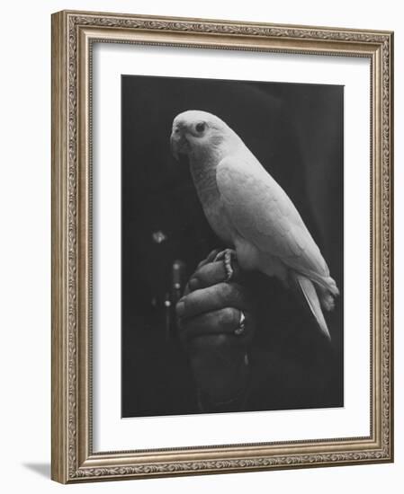 Peach Head and Yellow Bodied Parrot Was the Rarest Bird at the Tenth National Cage Bird Show-Ralph Crane-Framed Photographic Print