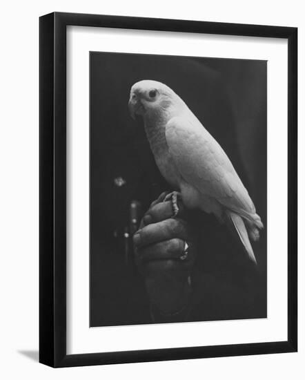 Peach Head and Yellow Bodied Parrot Was the Rarest Bird at the Tenth National Cage Bird Show-Ralph Crane-Framed Photographic Print