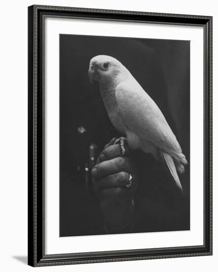 Peach Head and Yellow Bodied Parrot Was the Rarest Bird at the Tenth National Cage Bird Show-Ralph Crane-Framed Photographic Print