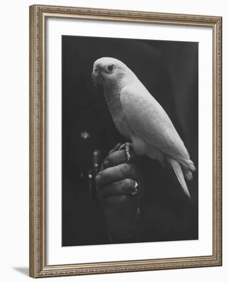 Peach Head and Yellow Bodied Parrot Was the Rarest Bird at the Tenth National Cage Bird Show-Ralph Crane-Framed Photographic Print