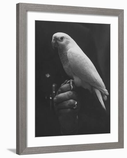 Peach Head and Yellow Bodied Parrot Was the Rarest Bird at the Tenth National Cage Bird Show-Ralph Crane-Framed Photographic Print