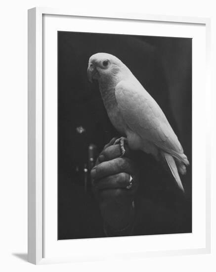 Peach Head and Yellow Bodied Parrot Was the Rarest Bird at the Tenth National Cage Bird Show-Ralph Crane-Framed Photographic Print