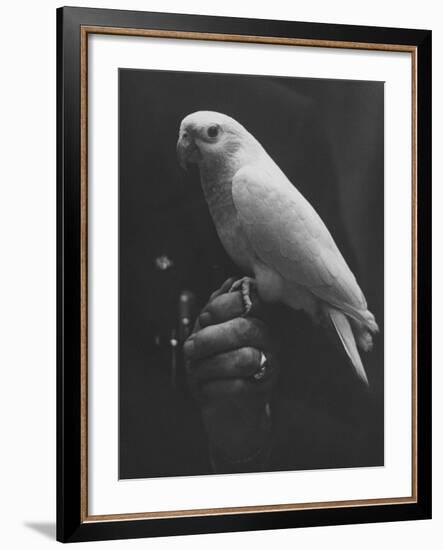 Peach Head and Yellow Bodied Parrot Was the Rarest Bird at the Tenth National Cage Bird Show-Ralph Crane-Framed Photographic Print