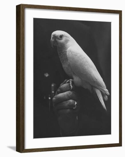 Peach Head and Yellow Bodied Parrot Was the Rarest Bird at the Tenth National Cage Bird Show-Ralph Crane-Framed Photographic Print