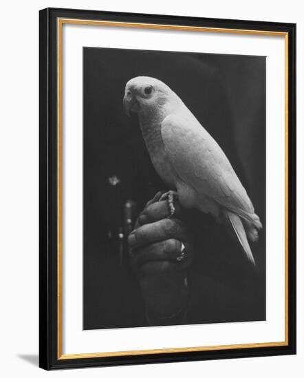 Peach Head and Yellow Bodied Parrot Was the Rarest Bird at the Tenth National Cage Bird Show-Ralph Crane-Framed Photographic Print