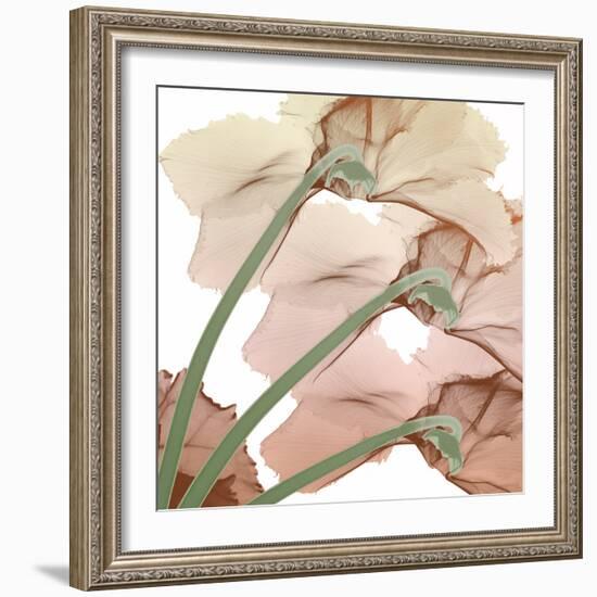 Peach Luster Cyclamen 1-Albert Koetsier-Framed Photo