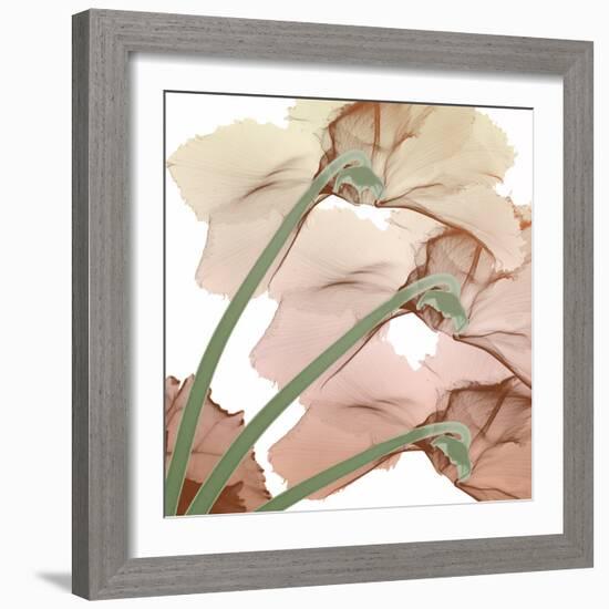 Peach Luster Cyclamen 1-Albert Koetsier-Framed Photo