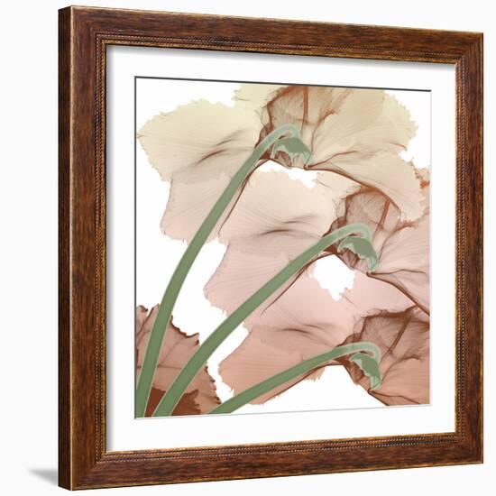 Peach Luster Cyclamen 1-Albert Koetsier-Framed Photo