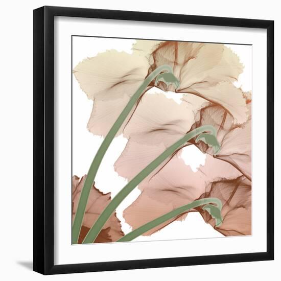 Peach Luster Cyclamen 1-Albert Koetsier-Framed Photo