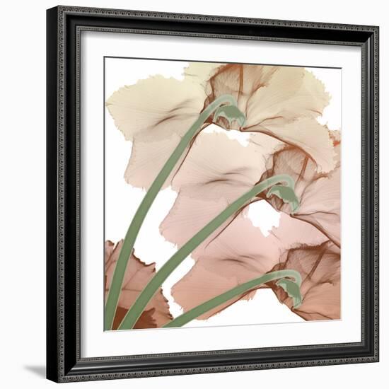 Peach Luster Cyclamen 1-Albert Koetsier-Framed Photo