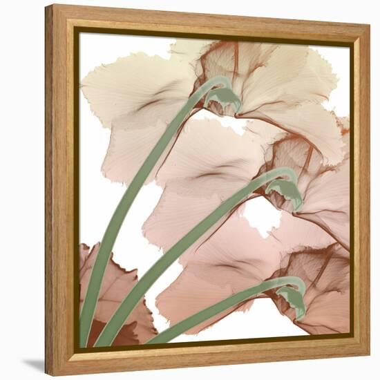 Peach Luster Cyclamen 1-Albert Koetsier-Framed Stretched Canvas