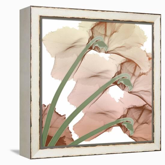 Peach Luster Cyclamen 1-Albert Koetsier-Framed Stretched Canvas