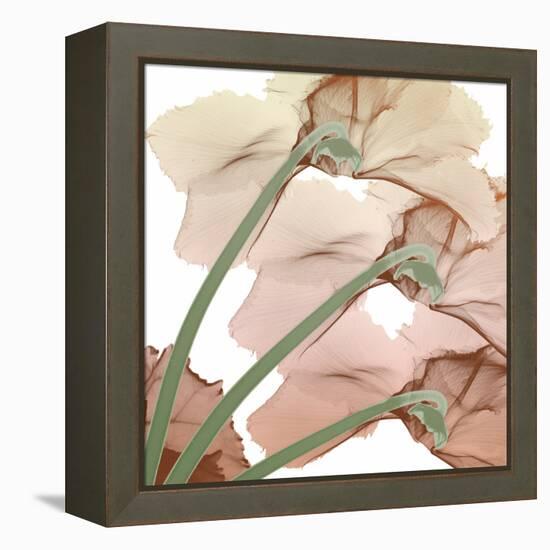 Peach Luster Cyclamen 1-Albert Koetsier-Framed Stretched Canvas