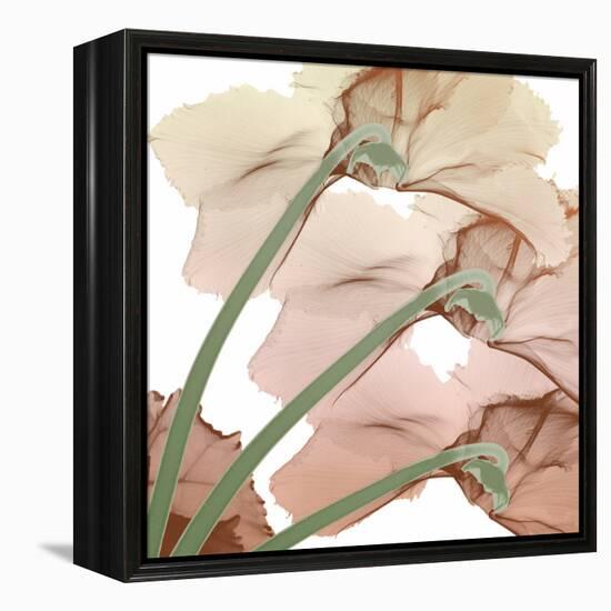 Peach Luster Cyclamen 1-Albert Koetsier-Framed Stretched Canvas