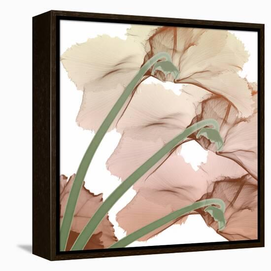 Peach Luster Cyclamen 1-Albert Koetsier-Framed Stretched Canvas