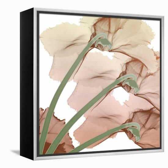 Peach Luster Cyclamen 1-Albert Koetsier-Framed Stretched Canvas