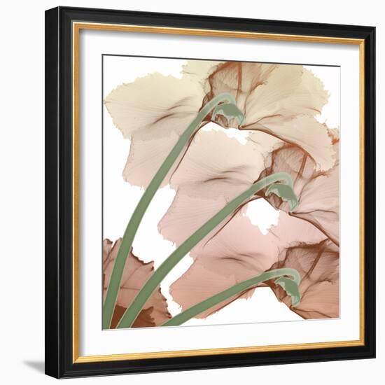 Peach Luster Cyclamen 1-Albert Koetsier-Framed Photographic Print