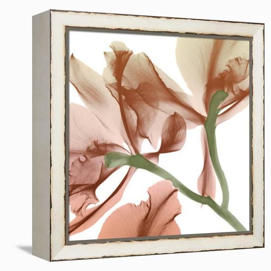 Peach Luster Cyclamen 2-Albert Koetsier-Framed Stretched Canvas