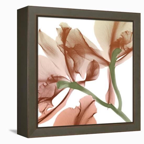 Peach Luster Cyclamen 2-Albert Koetsier-Framed Stretched Canvas