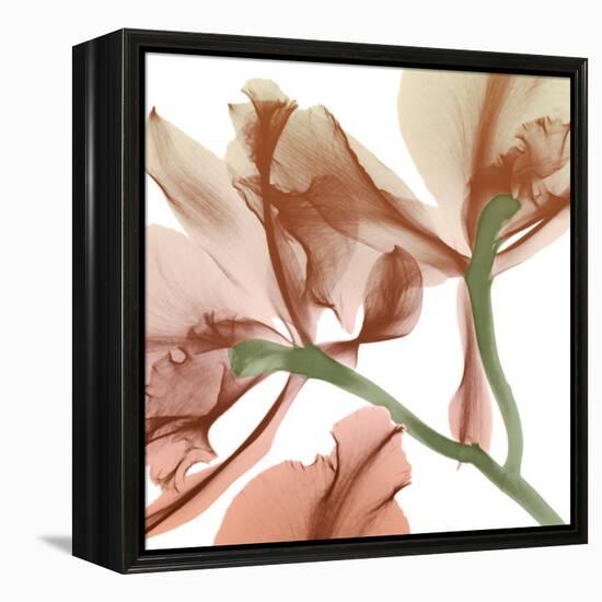 Peach Luster Cyclamen 2-Albert Koetsier-Framed Stretched Canvas