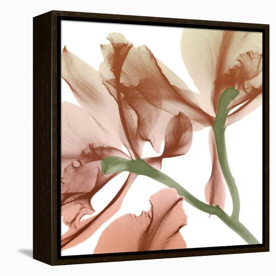 Peach Luster Cyclamen 2-Albert Koetsier-Framed Stretched Canvas