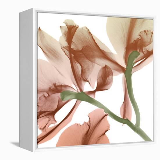 Peach Luster Cyclamen 2-Albert Koetsier-Framed Stretched Canvas