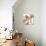 Peach Luster Cyclamen 2-Albert Koetsier-Photo displayed on a wall