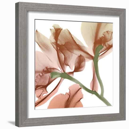 Peach Luster Cyclamen 2-Albert Koetsier-Framed Photo