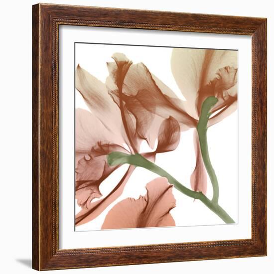 Peach Luster Cyclamen 2-Albert Koetsier-Framed Photo