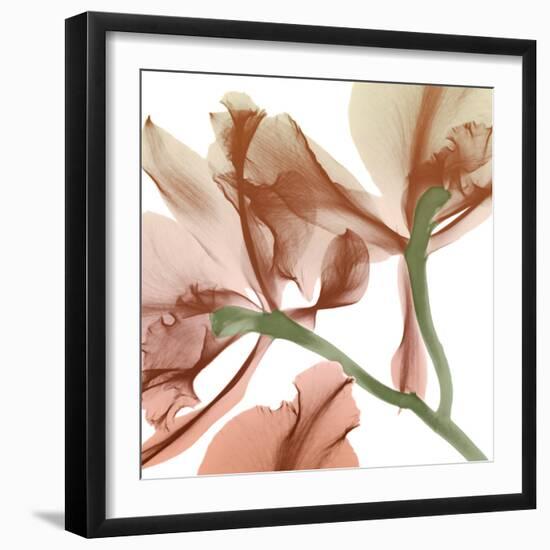 Peach Luster Cyclamen 2-Albert Koetsier-Framed Photo