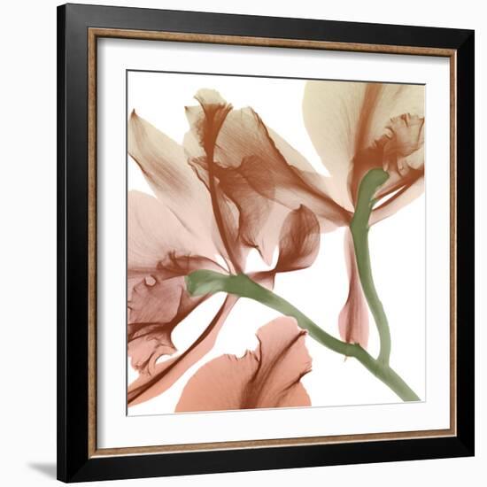 Peach Luster Cyclamen 2-Albert Koetsier-Framed Photo