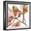 Peach Luster Cyclamen 2-Albert Koetsier-Framed Photo