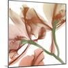 Peach Luster Cyclamen 2-Albert Koetsier-Mounted Photo