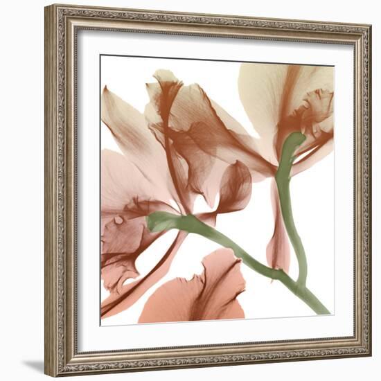 Peach Luster Cyclamen 2-Albert Koetsier-Framed Photographic Print