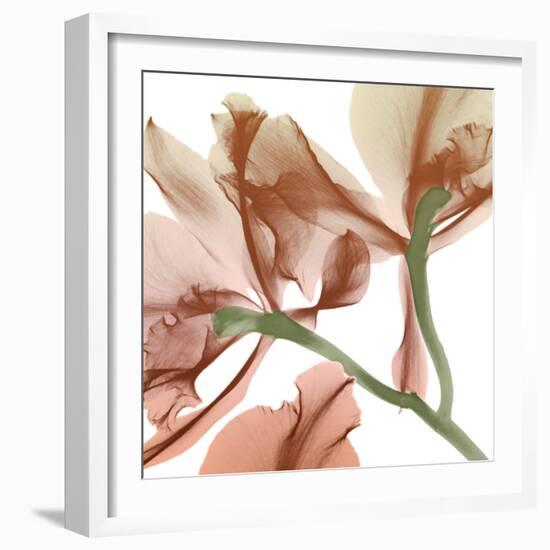 Peach Luster Cyclamen 2-Albert Koetsier-Framed Photographic Print